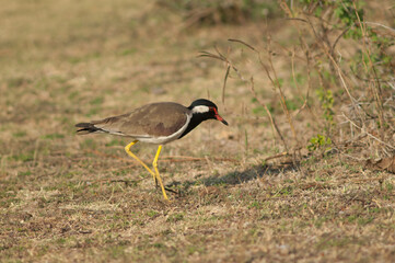 Red-wattled lapwing Vanellus indicus searching for food. Hiran river. Sasan. Gir Sanctuary. Gujarat. India.