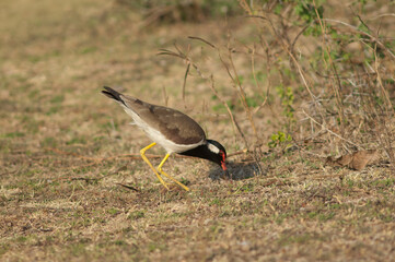 Red-wattled lapwing Vanellus indicus searching for food. Hiran river. Sasan. Gir Sanctuary. Gujarat. India.