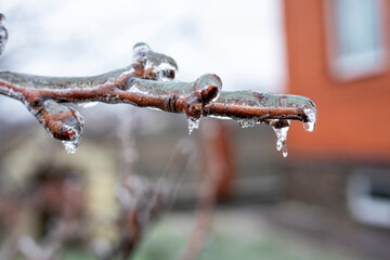 icy pear tree branches in the garden after rain, natural background