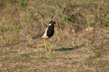 Red-wattled lapwing Vanellus indicus in a meadow. Hiran river. Sasan. Gir Sanctuary. Gujarat. India.