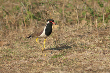 Red-wattled lapwing Vanellus indicus in a meadow. Hiran river. Sasan. Gir Sanctuary. Gujarat. India.