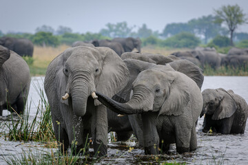 Fototapeta premium African bush elephant (Loxodonta africana) herd drinking at a waterhole. Selinda. Okavango Delta. Botswana