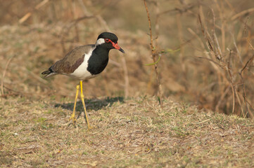 Red-wattled lapwing Vanellus indicus in a meadow. Hiran river. Sasan. Gir Sanctuary. Gujarat. India.