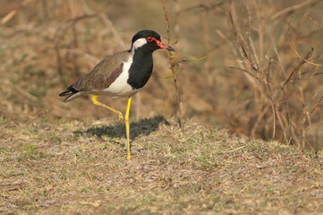 Red-wattled lapwing Vanellus indicus in a meadow. Hiran river. Sasan. Gir Sanctuary. Gujarat. India.