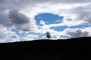Obraz na płótnie Canvas 北海道美瑛の丘の木