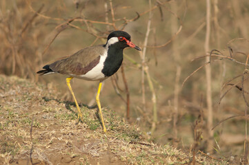 Red-wattled lapwing Vanellus indicus in a meadow. Hiran river. Sasan. Gir Sanctuary. Gujarat. India.