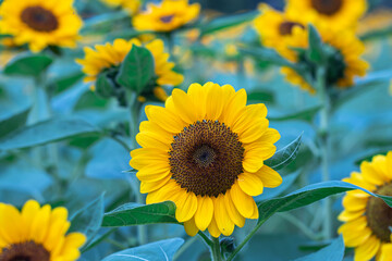 Selective focus sunflowers in a nature background.Beautiful yellow flowers in field.