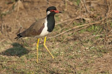 Red-wattled lapwing Vanellus indicus in a meadow. Hiran river. Sasan. Gir Sanctuary. Gujarat. India.