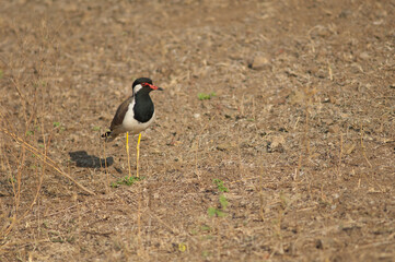 Red-wattled lapwing Vanellus indicus in the Hiran river, Sasan, Gir Sanctuary, Gujarat, India.