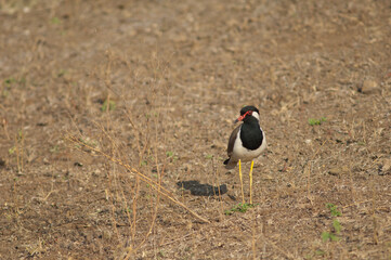Red-wattled lapwing Vanellus indicus in the Hiran river, Sasan, Gir Sanctuary, Gujarat, India.