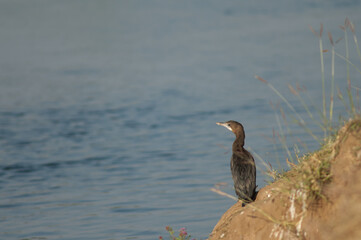 Little cormorant Microcarbo niger in the Hiran river. Sasan. Gir Sanctuary. Gujarat. India.