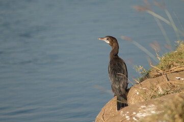 Little cormorant Microcarbo niger in the Hiran river. Sasan. Gir Sanctuary. Gujarat. India.
