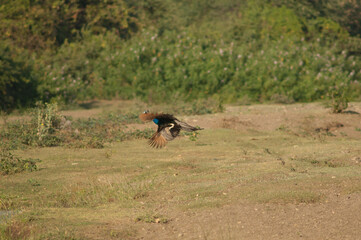Male Indian peafowl Pavo cristatus in flight. Hiran river. Sasan. Gir Sanctuary. Gujarat. India.