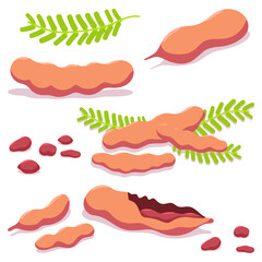 Tamarind vector cartoon set isolated on a white background.