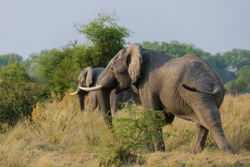 Magnificent african bush elephant (Loxodonta africana) bull in an aggressive posture. Selinda. Okavango Delta. Botswana