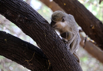monkeys playing in Khartoum Sudan