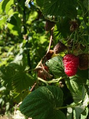 malina na krzaku © Karolina