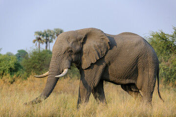 Fototapeta premium Magnificent african bush elephant (Loxodonta africana) bull in typical environment. Selinda. Okavango Delta. Botswana