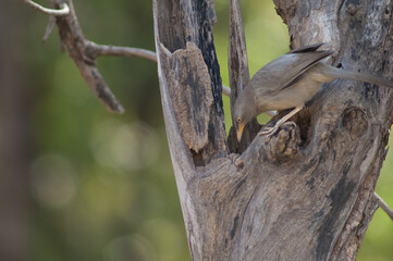 Jungle babbler Turdoides striatus searching for food. Sasan. Gir Sanctuary. Gujarat. India.