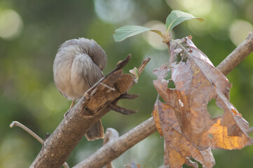 Jungle babbler Turdoides striatus preening on a branch. Sasan. Gir Sanctuary. Gujarat. India.