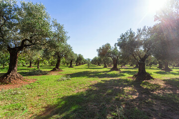 Mediterranean olive field with old olive tree in Calabria, Italy
