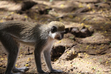 monkeys playing in Khartoum Sudan