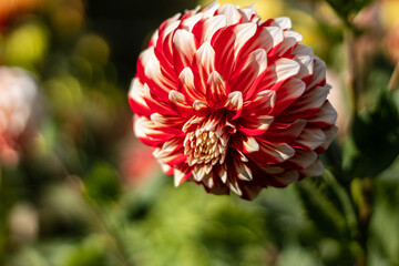 Multicolored (dark red and white) dahlia close-up in fall in October morning 2020