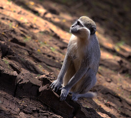 monkeys playing in Khartoum Sudan