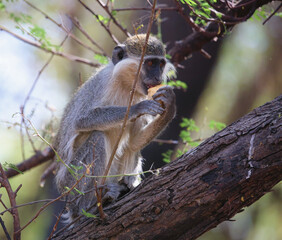 monkeys playing in Khartoum Sudan
