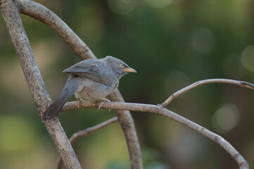 Jungle babbler Turdoides striatus on a branch. Sasan. Gir Sanctuary. Gujarat. India.