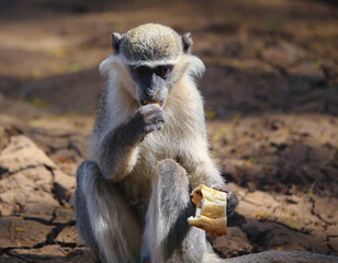 monkeys playing in Khartoum Sudan