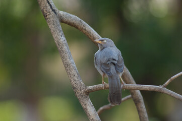 Jungle babbler Turdoides striatus on a branch. Sasan. Gir Sanctuary. Gujarat. India.
