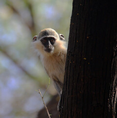 monkeys playing in Khartoum Sudan
