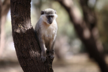 monkeys playing in Khartoum Sudan