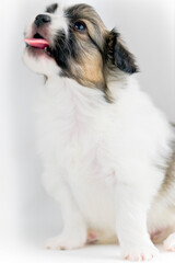 Papillon puppy sitting on a white background