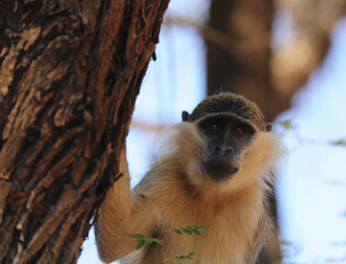 monkeys playing in Khartoum Sudan
