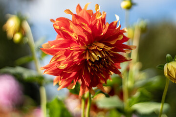 Multicolored (orange and yellow) dahlia close-up in fall in October morning 2020