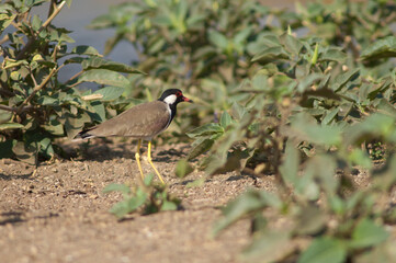 Red-wattled lapwing Vanellus indicus on the banks of the Hiran river. Sasan. Gir Sanctuary. Gujarat. India.