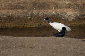 Black-headed ibis Threskiornis melanocephalus and large-billed crow Corvus macrorhynchos. Hiran river. Sasan. Gir Sanctuary. Gujarat. India.