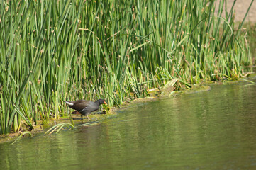 Common moorhen Gallinula chloropus in the Hiran river. Sasan. Gir Sanctuary. Gujarat. India.