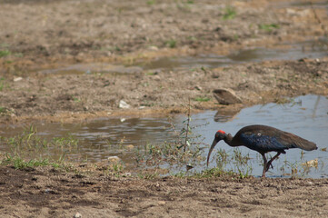 Red-naped ibis Pseudibis papillosa searching for food. Hiran river. Sasan. Gir Sanctuary. Gujarat. India.