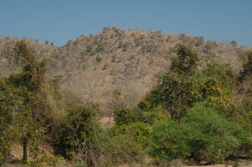 Fototapeta na wymiar Hill in the Gir Sanctuary at Sasan. Gujarat. India.