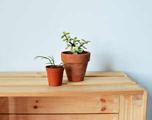 Succulents in terracotta pots on wooden box over white	