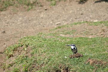 Male pied kingfisher Ceryle rudis in the riverbank of the Hiran river. Sasan. Gir Sanctuary. Gujarat. India.