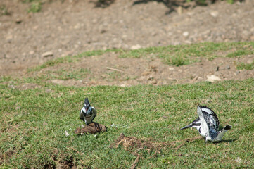 Pair of pied kingfishers Ceryle rudis. Male to the left and female to the right. Hiran river....