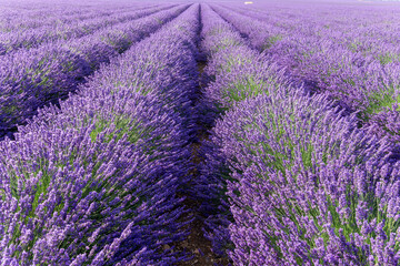 Fototapeta na wymiar View at lavender fields in Valensole, Provence, France