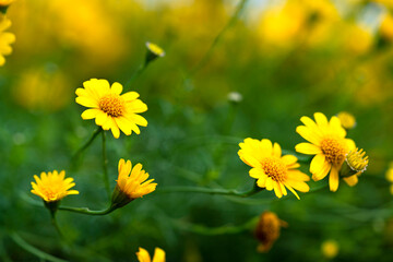 Cosmos flowers background in vintage style