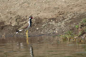 Red-wattled lapwing Vanellus indicus in the Hiran river. Sasan. Gir Sanctuary. Gujarat. India.