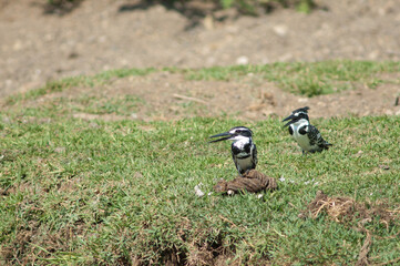Pair of pied kingfishers Ceryle rudis. Male to the left and female to the right. Hiran river. Sasan. Gir Sanctuary. Gujarat. India.