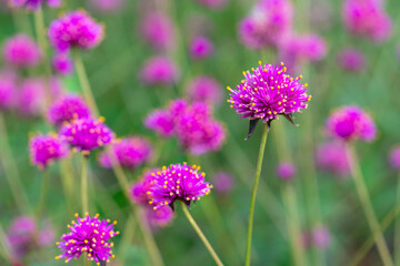 Pink flower field